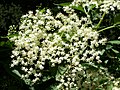 Sambucus nigra (panicle rata-rata)