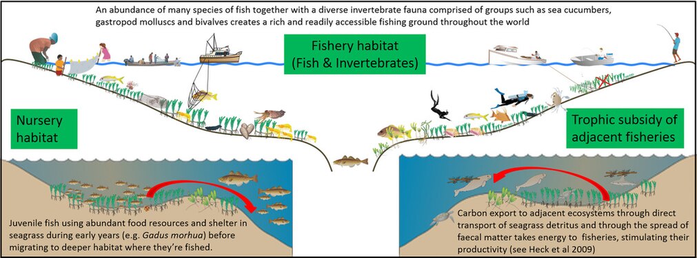 Seagrass meadows support global food security by (1) providing nursery habitat for fish stocks in adjacent and deep water habitats, (2) creating expansive fishery habitat rich in fauna, and (3) by providing trophic support to adjacent fisheries. They also provide support by promoting the health of fisheries associated with connected habitats, such as coral reefs.[45]