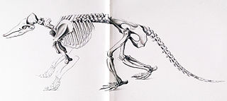 <i>Stegotherium</i> Extinct genus of mammals in the armadillo order of xenarthrans