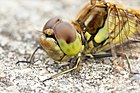 Sympetrum vulgatum (Gemeine Heidelibelle, Porträt eines juv. Männchens) [D]