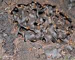 Termites in a mound.jpg