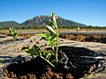 Recently planted tomato plant