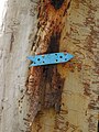 Trail marker on Australian bushwalking track, nailed to Scribbly Gum, Eucalyptus sclerophylla