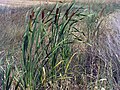 Typha dominguensis