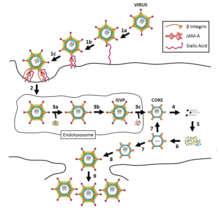 Life cycle of a reovirus Viruses-07-02936-g001-C.png