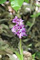 Orchis mascula France - Le Vuache