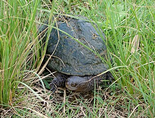 <i>Acanthochelys</i> Genus of turtles