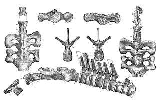 <i>Agathaumas</i> Extinct genus of dinosaurs