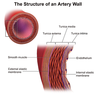 <span class="mw-page-title-main">Tunica media</span> Middle layer of blood vessel