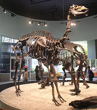 <i>Camelops</i> Extinct genus of mammals