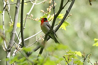 <i>Cardellina</i> Genus of birds