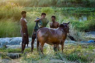 <span class="mw-page-title-main">Qurban (Islamic ritual sacrifice)</span> Ritual animal sacrifice in Islam