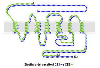 <span class="mw-page-title-main">Cannabinoid receptor</span> Group of receptors to cannabinoid compounds