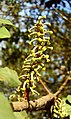 Close-up of female flower on the carob tree