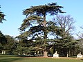 Chiswick House: Cedar