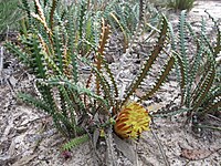 Banksia obtusa