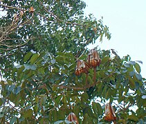 Caoba