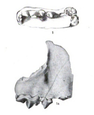 <i>Sivaelurus</i> Extinct genus of carnivores