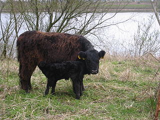 Galloway cattle Breed of beef cattle originating in Scotland