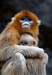 Golden snub-nosed monkeys