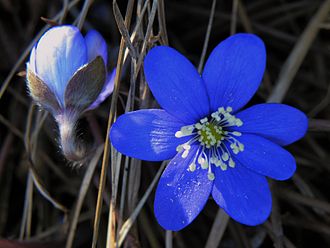 Hepatica nobilis flowers HepaticaNobilisMacro.jpg