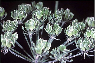 Heracleum-lanatum01.jpg