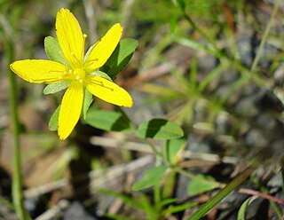 <i>Hypericum humifusum</i> Species of flowering plant in the St Johns wort family Hypericaceae