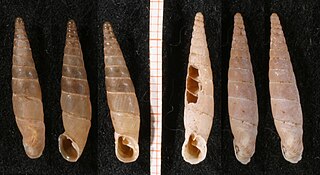 <i>Inchoatia megdova</i> species of mollusc