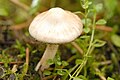 !!Inocybe.umbratica!!