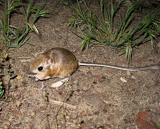 <span class="mw-page-title-main">Kangaroo mouse</span> Genus of mammals belonging to the kangaroo rats, kangaroo mice, and pocket mice family of rodents