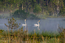 Deux cygnes sur un lac entouré de forêt.