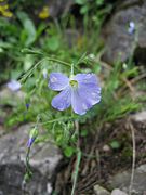 Linum alpinum