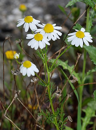 <i>Matricaria chamomilla</i> Species of flowering plant