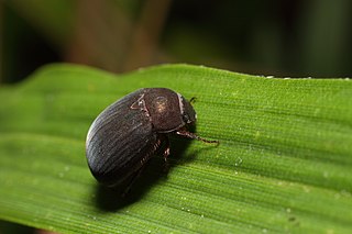 <i>Maladera japonica</i> Species of beetle