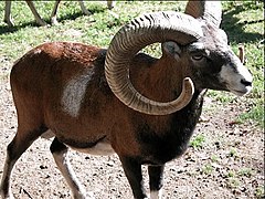 A Mouflon in Tarbes, France