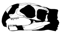 Known skull elements of Nectosaurus specimens. Nectosaurus skull.tif