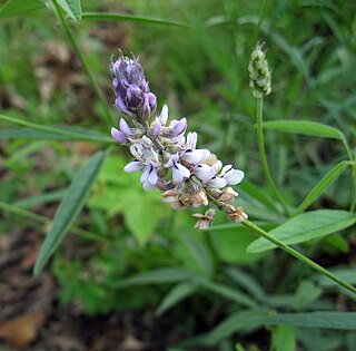 <i>Orbexilum</i> Genus of plants