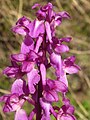 Orchis mascula