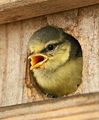 * Nomination Blue tit chick. It was very active, out of 30 shots or so this is the only one without motion blur, I could not stop down further. DOF is ok IMO. --Dschwen 13:35, 24 May 2007 (UTC) * Promotion This is borderline: slight unsharpness or blur and shallow DoF, but I think it's just enough for a QI. If someone disagrees, they can send it to CR. -- Ram-Man 22:16, 24 May 2007 (UTC)