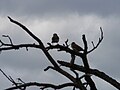 Graukopfsperling Grey-headed Sparrow