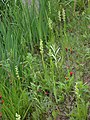 Platanthera hyperborea