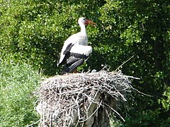 Reproduction de la Cigogne blanche à Romaine.