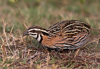 <span class="mw-page-title-main">Rain quail</span> Species of bird