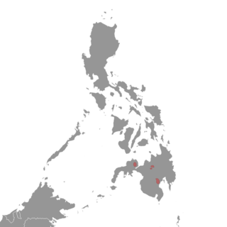 <span class="mw-page-title-main">Mindanao mountain rat</span> Species of rodent