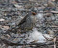 Red browed treecreeper.JPG