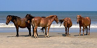 <span class="mw-page-title-main">Banker horse</span> Breed of feral horse living on barrier islands in North Carolinas Outer Banks