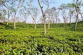 Image 36Sripur is a tourist spot in Bangladesh's Sylhet district. It is well known for its waterfalls, which span across the Bangladesh-India border. This picture features a tea garden in Sripur, Sylhet, Bangladesh Photo Credit: Moheen Reeyad