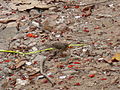 Afrikadrossel African Thrush