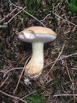 Aitrusis pušynbaravykis (Tylopilus felleus)