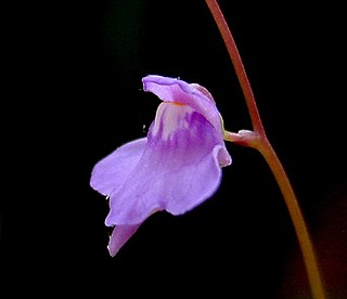 <i>Utricularia amethystina</i> Species of plant